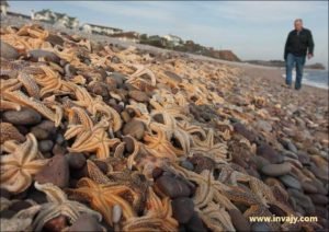 Short Inspirational Story Stories about Starfish
