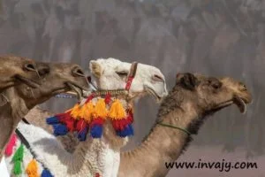 inspirational camel story