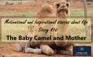 inspiring story baby camel and mother in the zoo