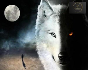 The White Wolf vs Black Wolf