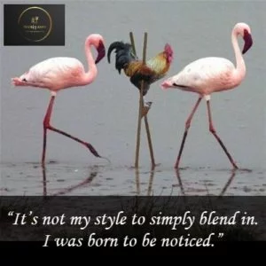 Swag Quotes