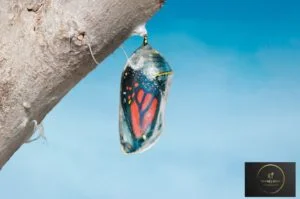 Butterfly Cocoon