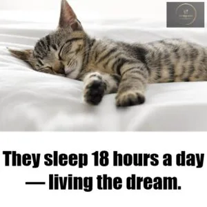 Best Good Morning Meme