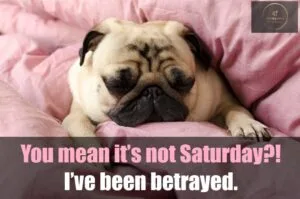 Good Morning memes funny